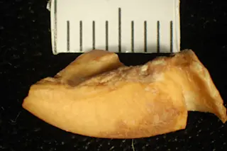 dog-bone.jpg