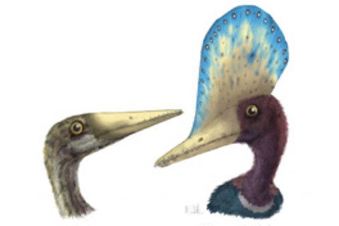 pterosaur-2.jpg