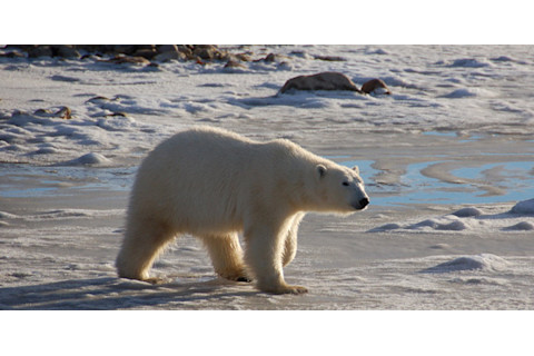 polar-bear-2.jpg