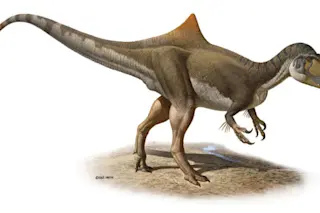 concavenator.jpg