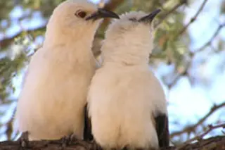 faithful-birds.jpg