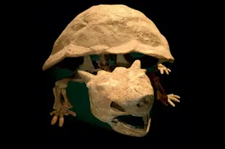 mega-turtle.jpg