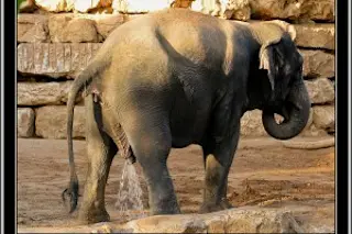 Peeing Elephant - Flickr