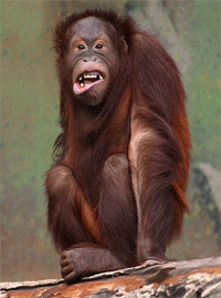 orangutan.gif