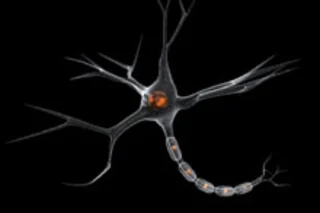 Neuron.jpg