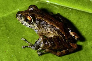 PanamaFrog.jpg