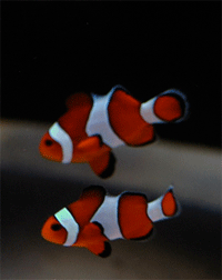 clownfish.gif