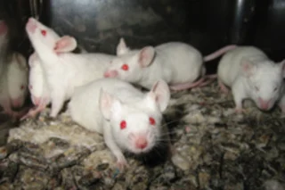lab_mice.jpg