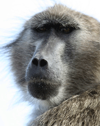 baboon.gif