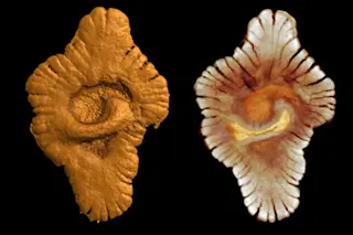 GabonFossils.jpg