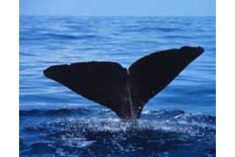 Sperm_whale_fluke.jpg