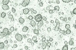 StemCells.jpg