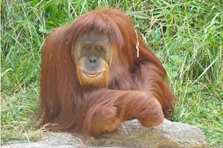 orangutan.jpg
