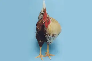 ConfusedChicken.jpg