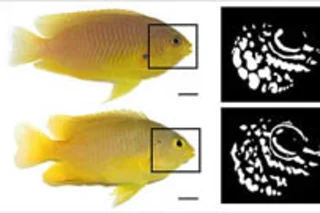 Damselfish.jpg