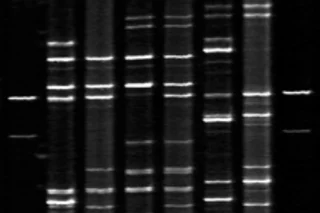genetics.jpg