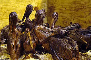 pelicans.jpg