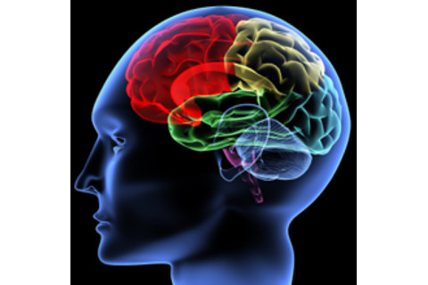 brain3-220.jpg