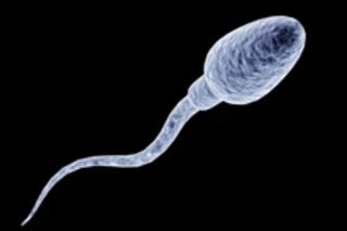 sperm220.jpg