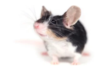 mouse.jpg