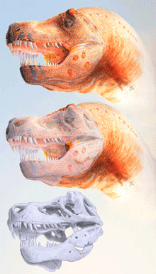 pecks-rex_web.gif