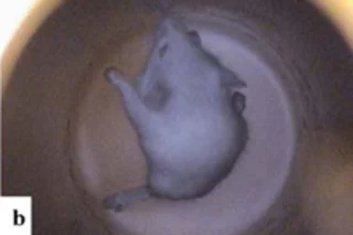 levitating-mouse.jpg