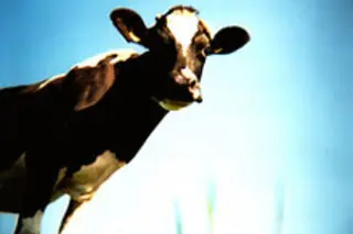 friggincow.jpg
