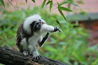 tamarin2web.jpg