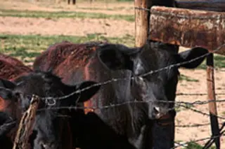 cowsweb.jpg