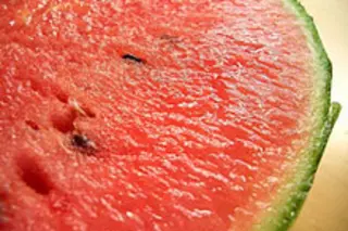 watermelonweb.jpg