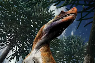 Saltriovenator was likely covered with filamentous protoplumage. The presence of horns on the lacrymal and nasal bones is inferred from its close kinship with dinosaurs which possess those cranial onamentation. Credit: Davide Bonadonna.