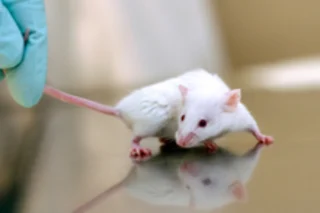 lab-mouse-2.jpg