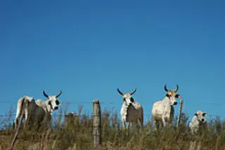 cattleweb.jpg