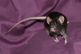 ips-cell-mouse.jpg