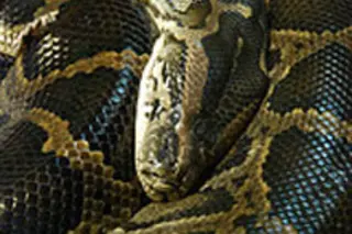 burmese-pythonweb.jpg