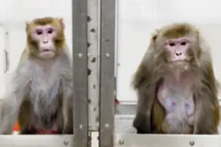 monkeysweb.jpg
