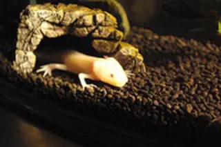axolotlweb.jpg