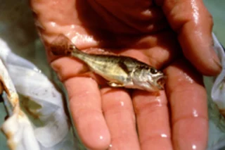 white-sea-bass.jpg