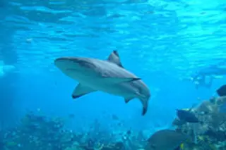 sharkweb.jpg