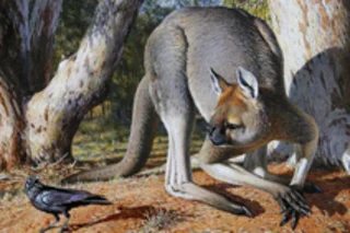 giant-kangaroo.jpg