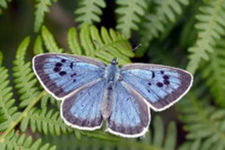 blue-butterfly.jpg