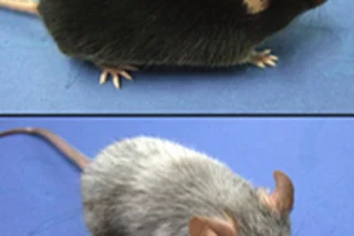 graying-mouse.jpg