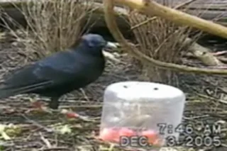 bowerbird.jpg