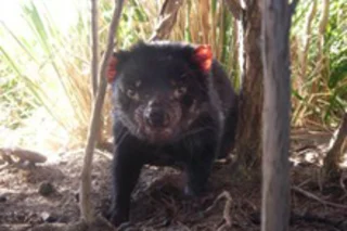 tasmanian-devil-2.jpg