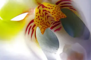 orchidweb.jpg