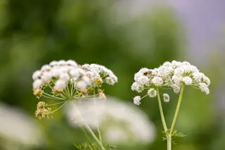 Hemlock water-dropwort