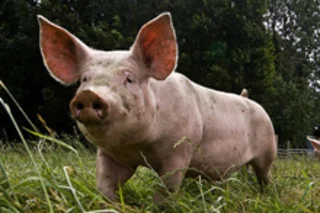 piggy.jpg