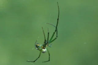 800px-leucauge_venusta.jpg
