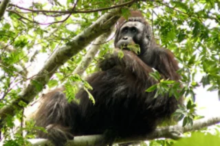 orangutan.jpg