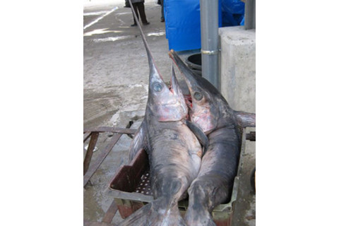 swordfish.jpg